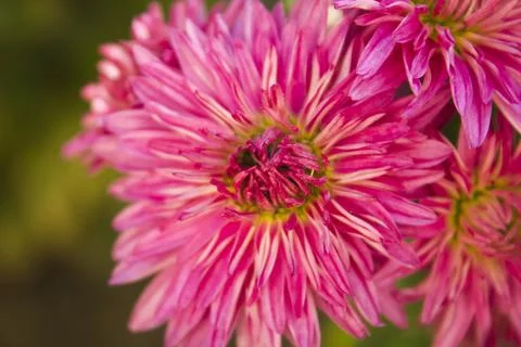 	Chrysanthemum Stock Photos
