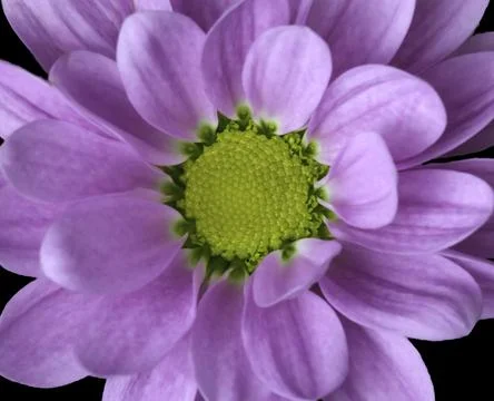 Chrysanthemum 库存照片