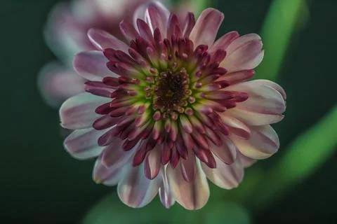 Chrysanthemum Stock Photos
