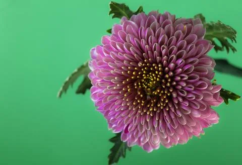 Chrysanthemum Stock Photos