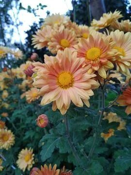 Chrysanthemum Stock Photos