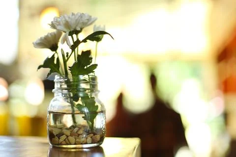 Chrysanthemum Stock Photos
