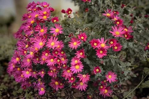 Chrysanthemum Stock-Fotos