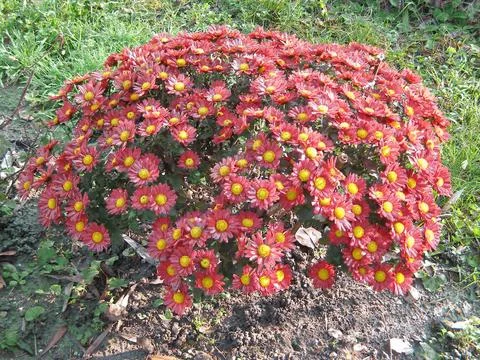 Chrysanthemum Stock Photos