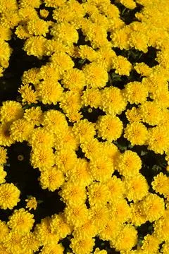 Chrysanthemum Stock Photos