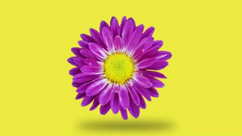 Chrysanthemum rotates on a yellow background. Simple motion graphics flower Video stock 147151414