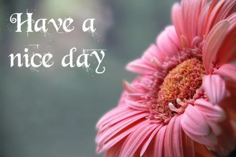 Chrysanthemum with text Stock Photos