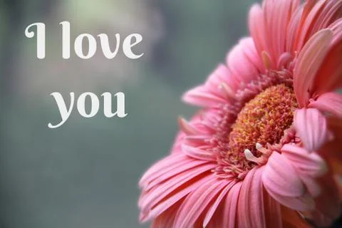 Chrysanthemum with text Stock Photos