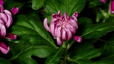 Chrysanthemum Time-lapse Stock Footage 77465042