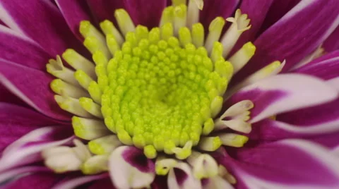Chrysanthemum under the macro rotates Stock Footage 68116015