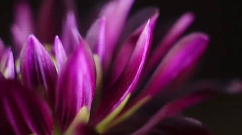 Chrysanthemum under the macro rotates Stock Footage 68116080