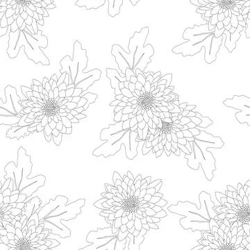 Chrysanthemum on White Background Stock Illustration