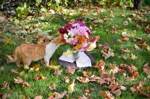 Chrysanthemums and cat in the yard.Selective focus. Stock Photos