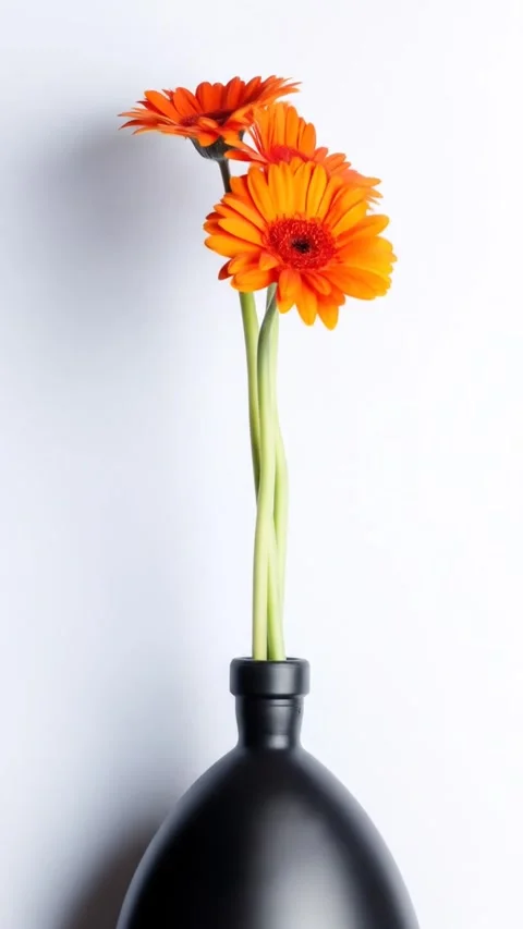 Chrysanthemums animation Video stock 312329418