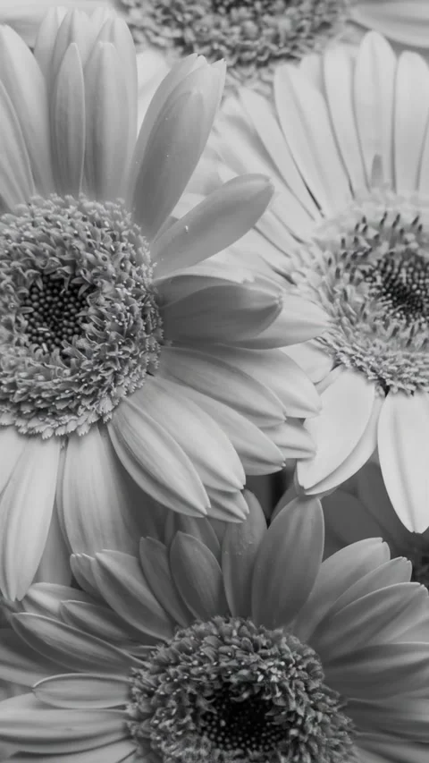 Chrysanthemums animation Video stock 312329419