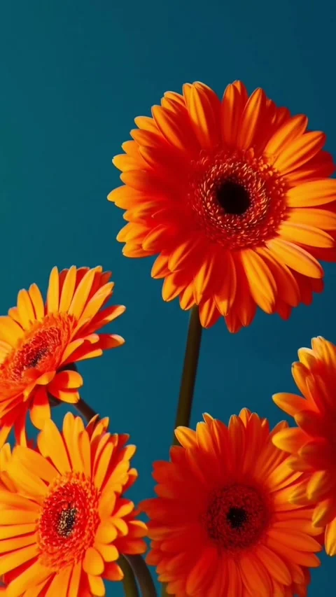 Chrysanthemums animation Video stock 312329420