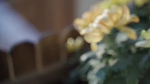 Chrysanthemums on the balcony.autumn,fall,close-up. Stock Footage 170488691