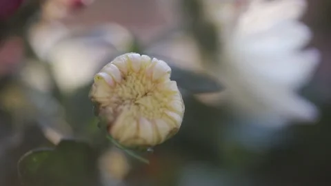Chrysanthemums on the balcony,cactuses,autumn,fall,close-up. Stock Footage 170488690