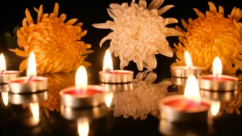 Chrysanthemums on a black background Stock Footage 346868580