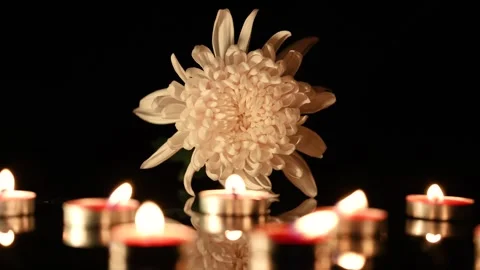 Chrysanthemums on a black background Vidéo 346872573