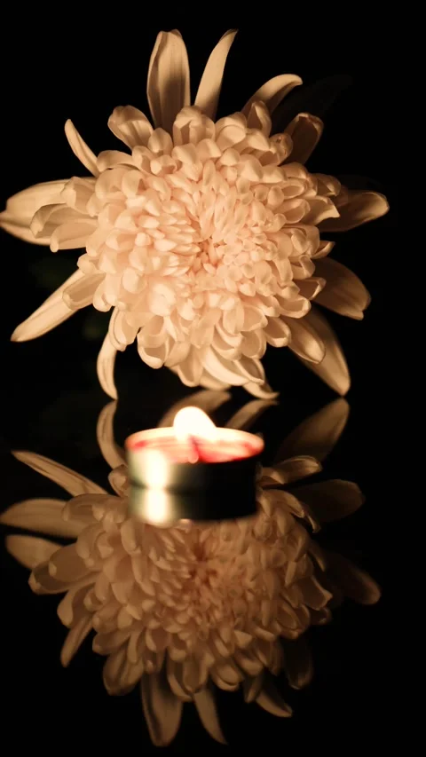 Chrysanthemums on a black background Stock Footage 346872627