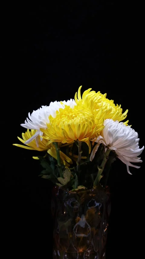 Chrysanthemums on a black background 스톡 동영상 346872831