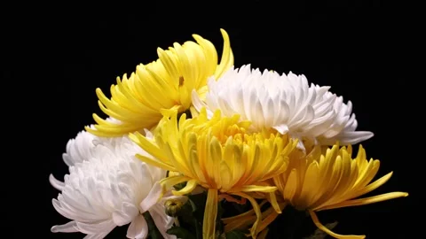 Chrysanthemums on a black background Stock-Footage 346873044