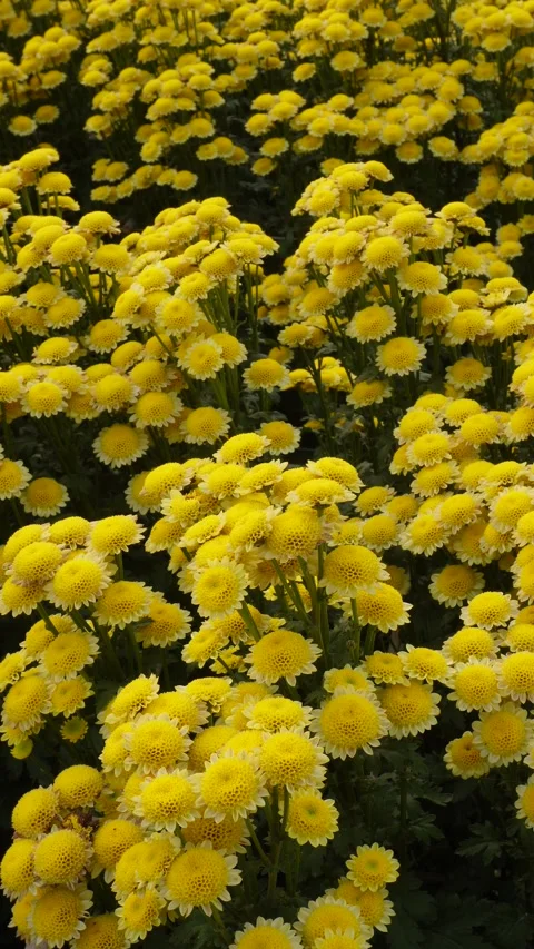 Chrysanthemums in Bloom Stock Footage 332592335