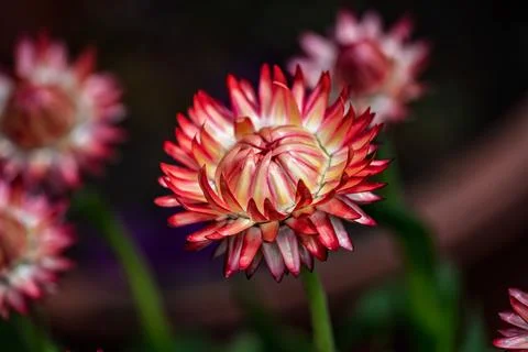 Chrysanthemums in Bloom Stock Photos