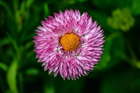 Chrysanthemums in Bloom Stock Photos