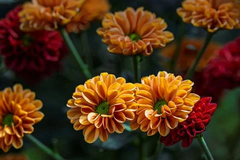 Chrysanthemums in Bloom Fotos Stock