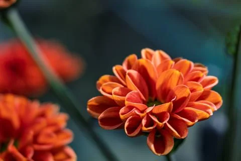 Chrysanthemums in Bloom 스톡 사진
