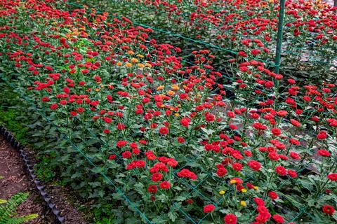 Chrysanthemums in Bloom Stock-Fotos