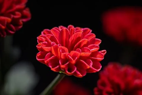 Chrysanthemums in Bloom Fotos Stock
