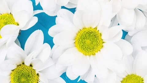 Chrysanthemums on blue background Stock Footage 179539614