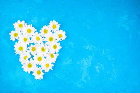 Chrysanthemums on blue background Stock Photos