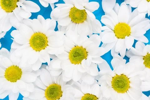 Chrysanthemums on blue background Stock Photos
