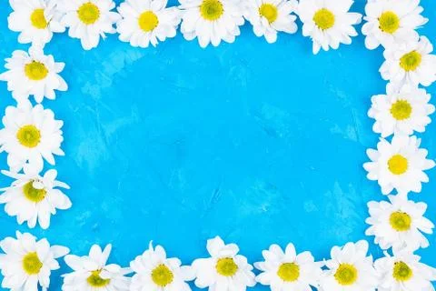 Chrysanthemums on blue background Stock Photos