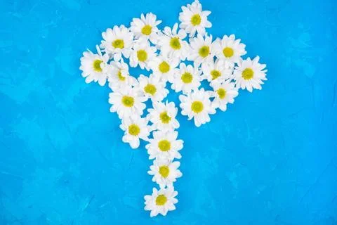 Chrysanthemums on blue background Stock Photos