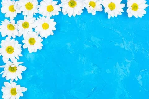 Chrysanthemums on blue background Stock Photos