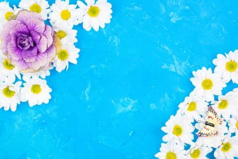 Chrysanthemums on blue background Stock Photos