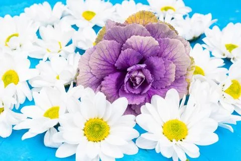 Chrysanthemums on blue background Stock Photos