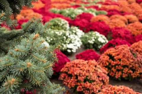 Chrysanthemums blured on background Stock Photos