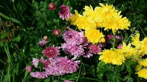 Chrysanthemums in bright sunlight Stock Footage 116599930