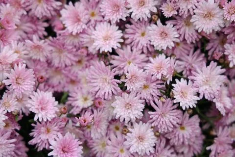 The Chrysanthemums bunch, seamless pattern flowers background 스톡 사진