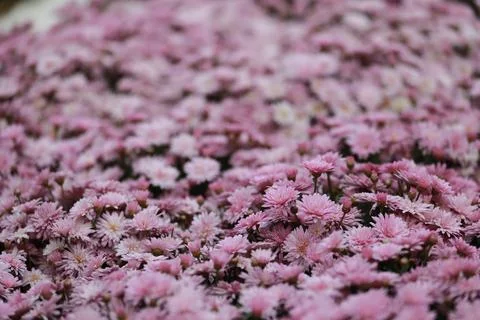 The Chrysanthemums bunch, seamless pattern flowers background 스톡 사진