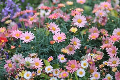 The Chrysanthemums bunch, seamless pattern flowers background 스톡 사진