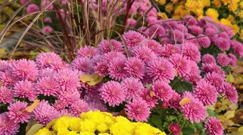 Chrysanthemums (Chrysanthemum) Stock Footage 12766779