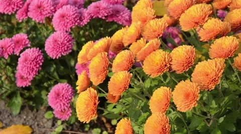 Chrysanthemums (Chrysanthemum) Stock Footage 12766797