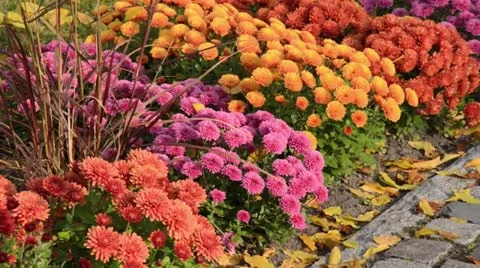 Chrysanthemums (Chrysanthemum) Stock Footage 12766815